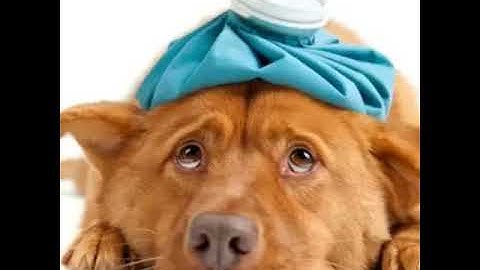 Saiba como lidar com intoxicações nos cães.