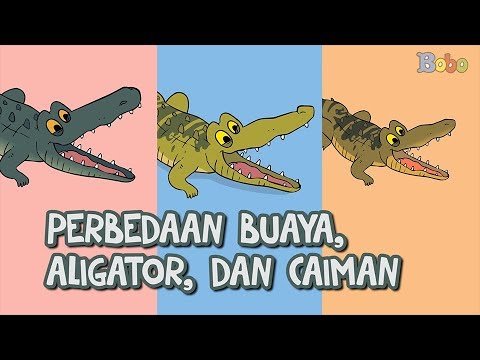 Video: Perbedaan Antara Caiman Dan Alligator