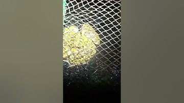 Bẫy ếch bằng 12 cửa ngục, dính toàn ếch bự.🐸🐸🐸