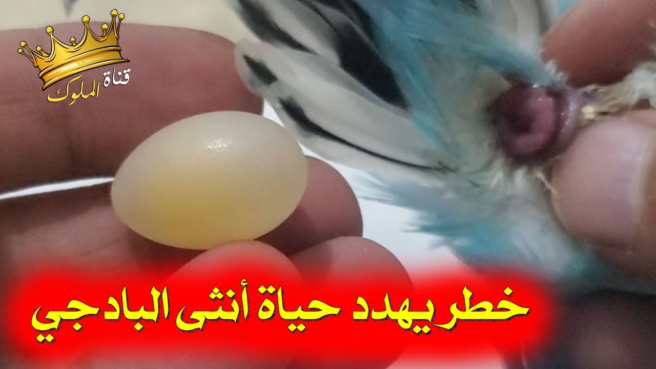 خطر يهدد حياة أنثى البادجي! ماذا يحدث عند انحصار البيضة في بطنها؟