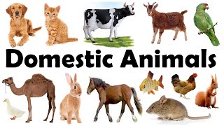 Domestic Animals Name | Pet Animals | Domestic Animals Name in Hindi to English