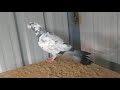 17 tail chine male for sale in Bangalore btm more details 9739928143