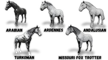 5 BEST HORSES in RDR2 Explained