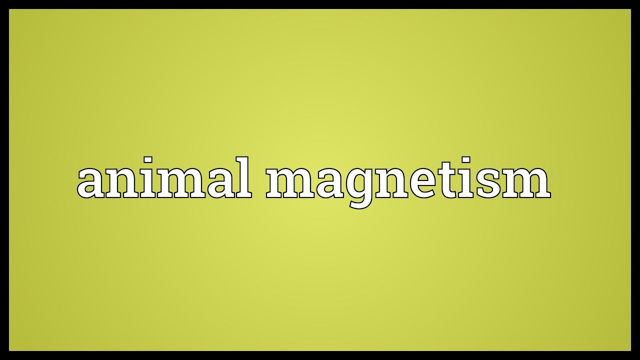 Animal Meaning YouTube