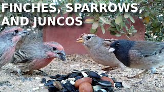 White Crowned Sparrows, Finches, and Dark eyed Junco close up