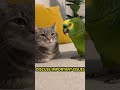 This Parrot Just Wants to Discuss Important Things… But the Cat Only Says One Word. #meow #cat