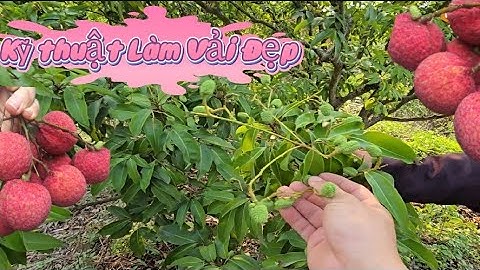 VẢI THIỀU LỤC NGẠN ĐÃ DẺO CÀNH - QUẢ LỚN NHANH TRÔNG THẤY I NÚI ĐỒI LỤC NGẠN