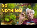 Do nothing and your natural aquarium will thrive natural aquarium