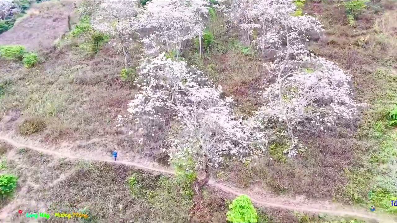 RỪNG HOA BAN BẢN LỌNG HÁY, XÃ MƯỜNG PHĂNG || LỄ HỘI HOA BAN ĐIỆN BIÊN NĂM 2026