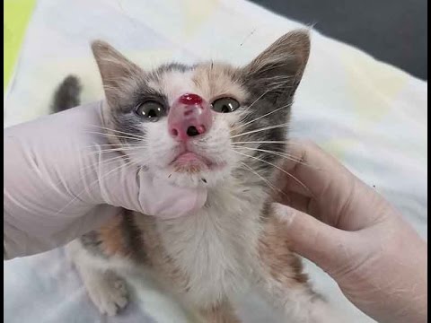 猫咪鼻子肿好几倍大 兽医用镊子往里面一夹 从鼻孔拔出了这个…!(组图/视频)