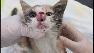 Cuterebra up a kitten's nose