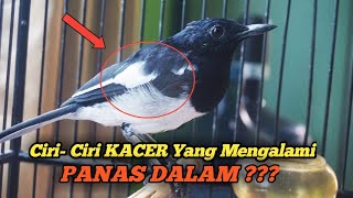 Ciri- Ciri KACER YANG MENGALAMI PANAS DALAM