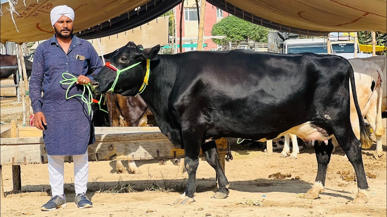 देखो मंडी का ताजा रेट । किया रेट में मिलेगी पंजाब में गाये ।Cow market in Punjab,All India