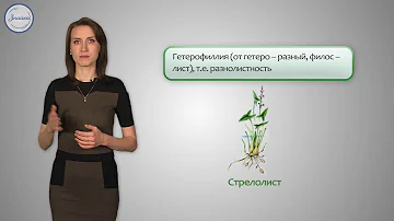 Биология 6 Приспособление растений к условиям среды  Влажность