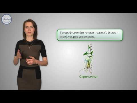 Видео: Разница между наземными и водными растениями