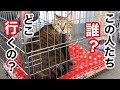 【愛された猫】飼い主との 突然のお別れに 泣き叫ぶ