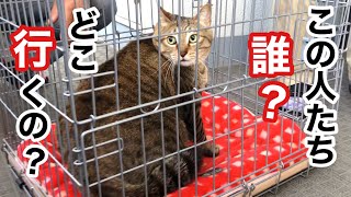 【愛された猫】飼い主との 突然のお別れに 泣き叫ぶ