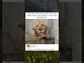 Saving the Last 700 Asiatic Lions in India