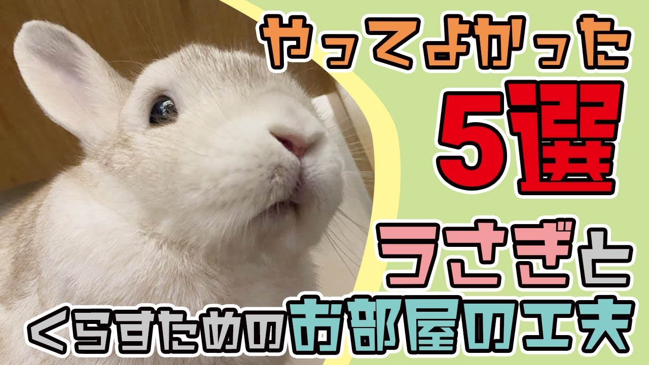 やってよかった うさぎのためのちょい部屋改造５選 Eng Sub I M Glad I Did 5 Little Diys For Rabbits Youtube