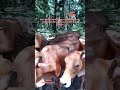 POV:240526 7zhjh1447H dikandang pagi tadi petang kelmarin hujan..