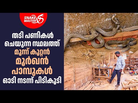 മൂർഖൻ പാമ്പ് മൂർഖനെ കടിച്ചു, അമ്മ മൂർഖൻ പാമ്പ് ഓടി | Vava Suresh | Snakemaster EP 1048