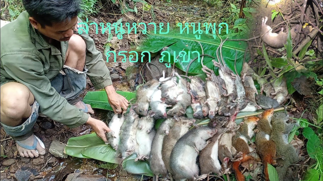 ทรราช​าดบ้านเฮา​ ยามกับดักหนูหวายใหญ่​ หนูพุก​กรอก​ บนภูเขา​#ชีวิตป่า @khon​ dern​ par​ คนเดินป่า