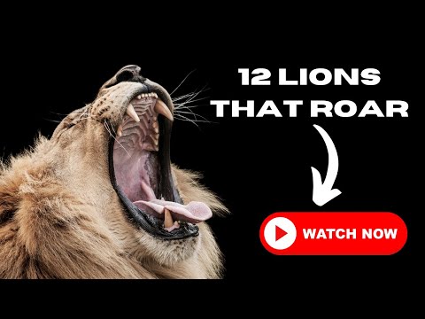 Lions Roaring  - Video Compilation