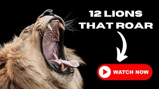Lions Roaring  - Video Compilation