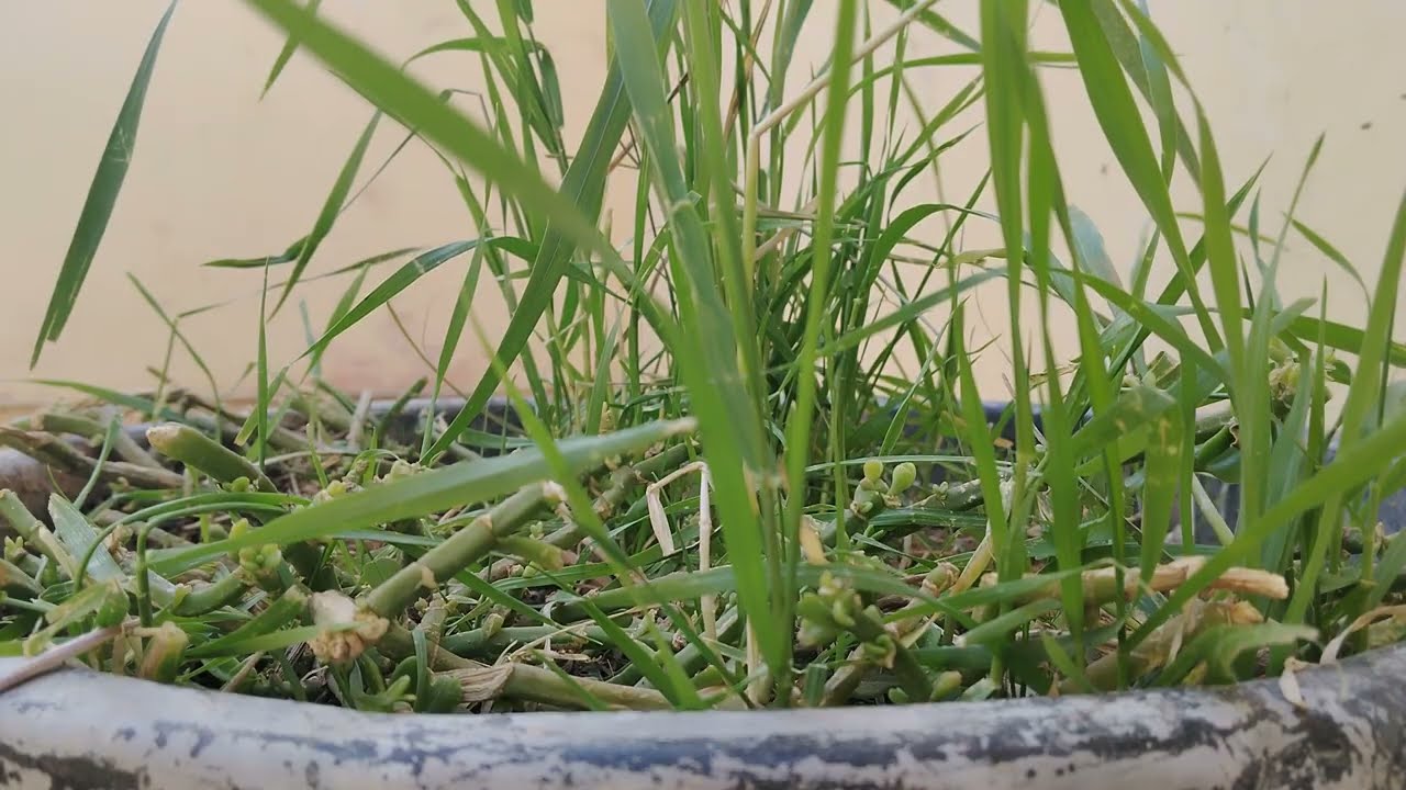 رويجل غير دار ريش بغا يطير وانا نقص ليه جناوح  هو والفعة دجارتي بدق وسكات ربيتهم #قصتي #قصص 