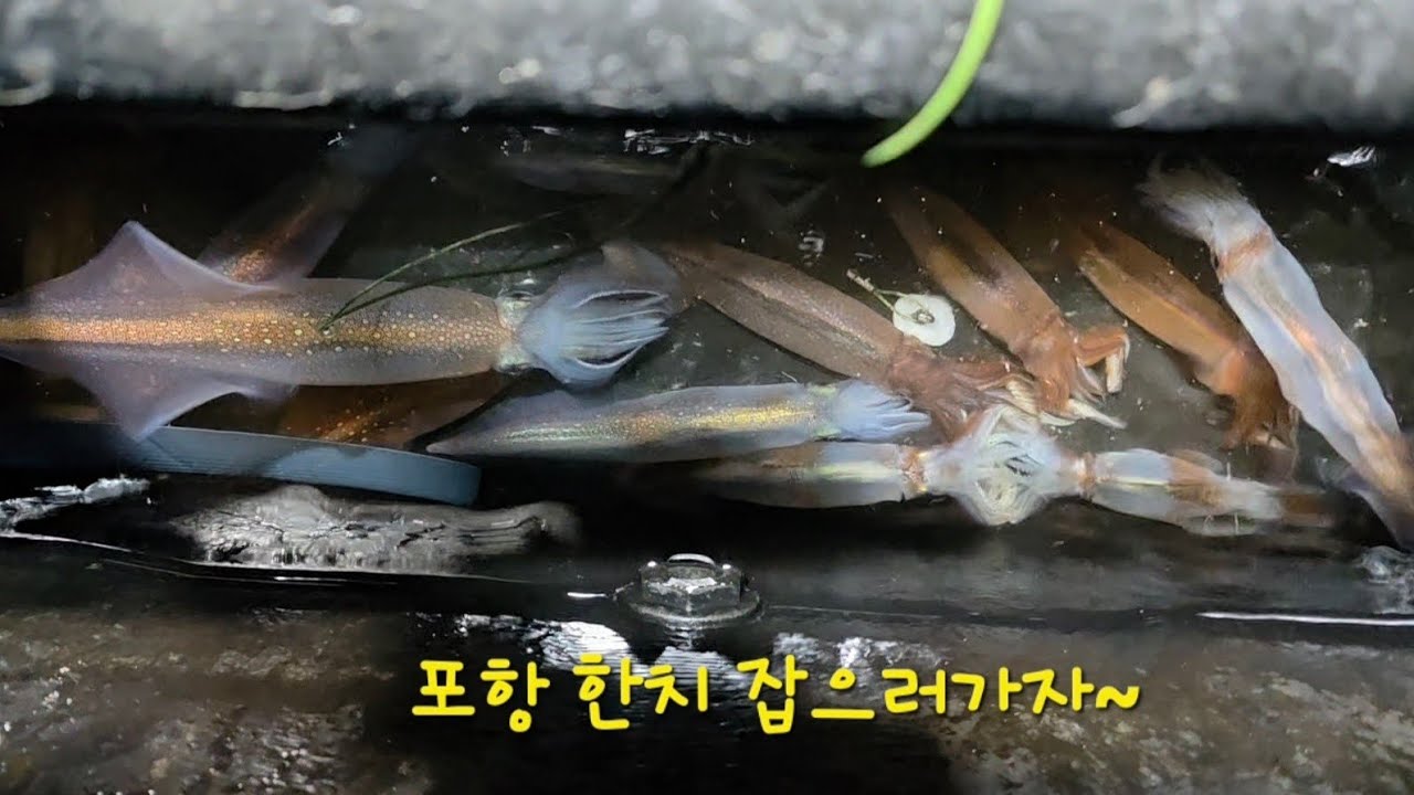 포항 방석항 한치 잡으러가자~ / 뉴스피드호