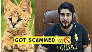 I Got Scammed on OLX | Serval Kitten for sale | Be aware while purchasing Cat & Kitten