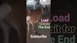 Load || Danger || Bull #animals #cow #bull #bulllover #jeeyaandjeewan #ytshorts #keepsupporting