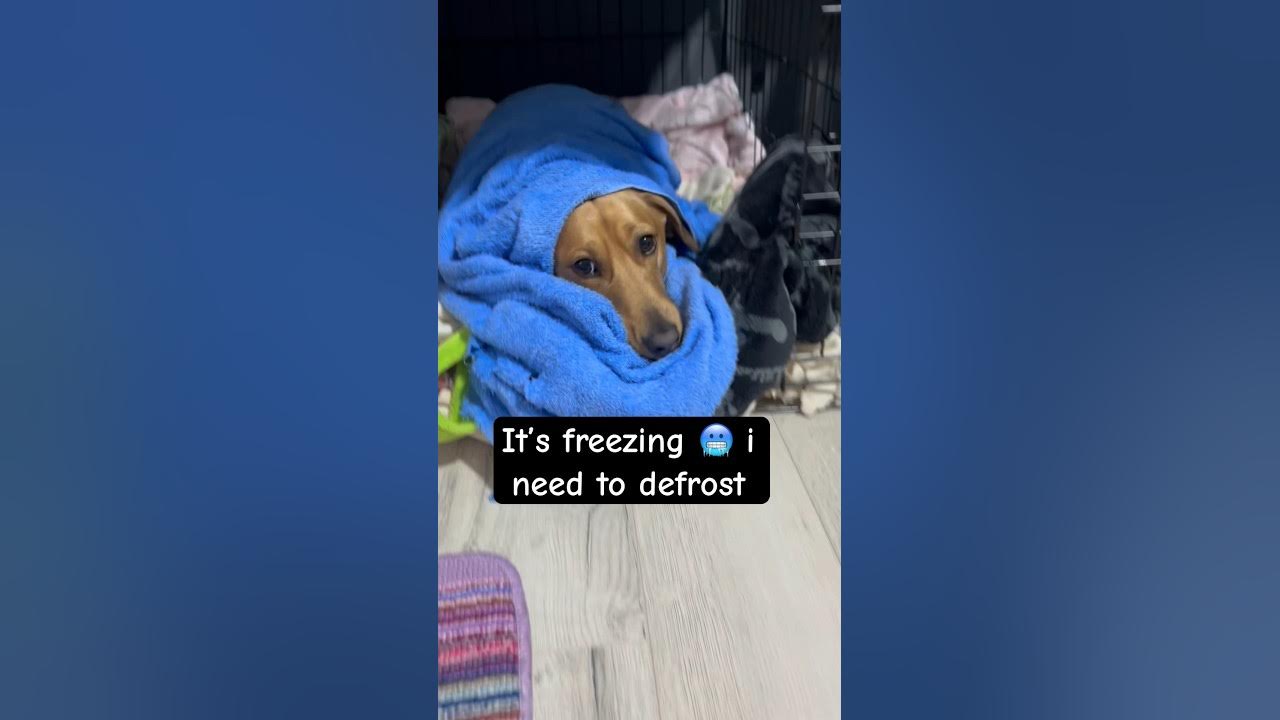 I LEAVE MY DOG OUTSIDE WHEN WINTER 😳 shorts pets funnydog wienerdog