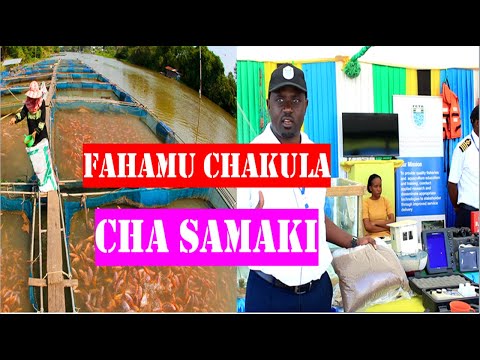 Video: Kuna Nini Katika Chakula Cha Samaki?