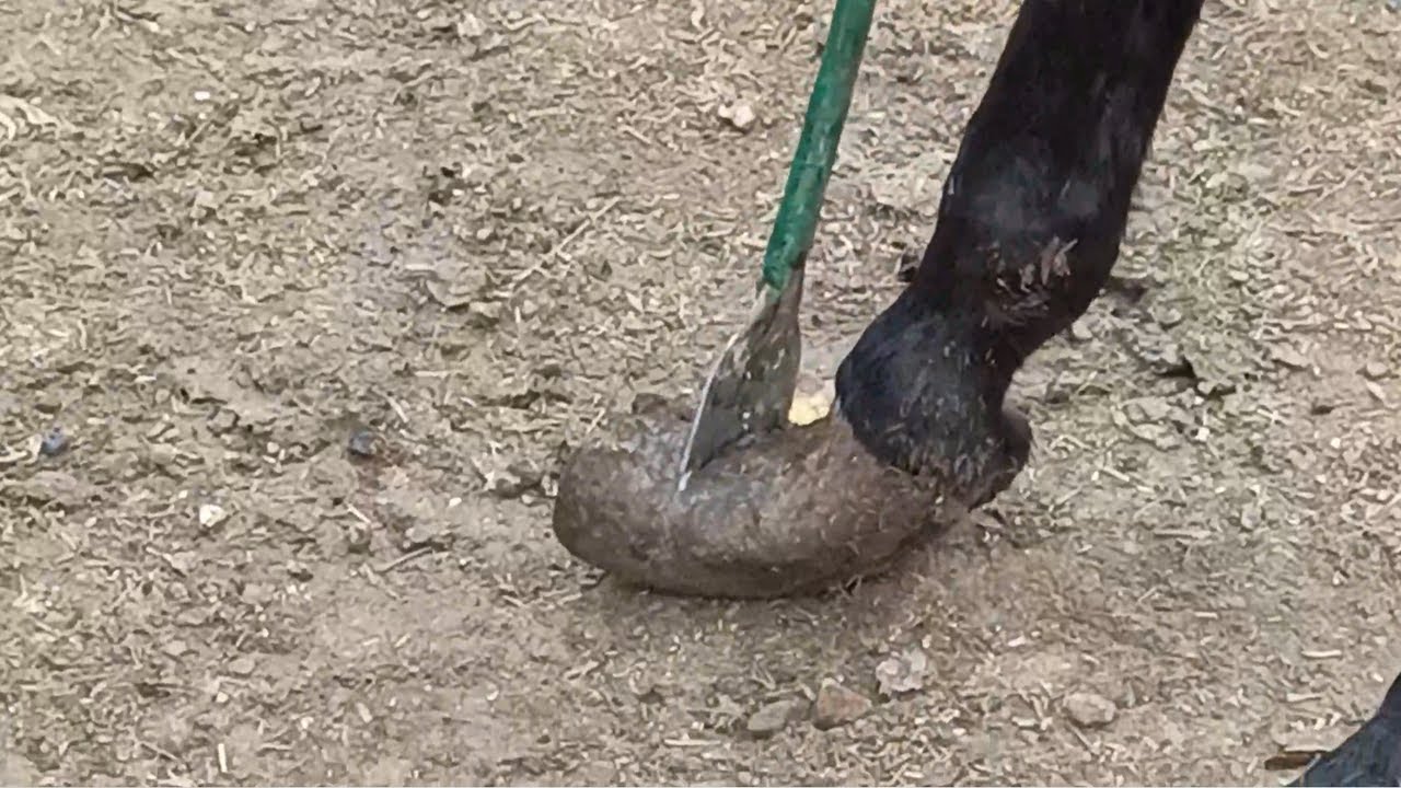 Super long donkey hooves, easy to cut! YouTube