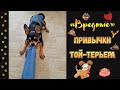 11 вредных привычек той терьера или жизнь с характерной собачкой