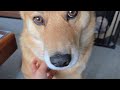 朝からキュルキュルなオイヌ様(雑種犬)