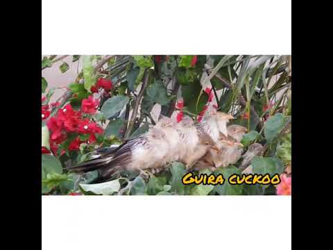 Burung Guira Cuckoo 