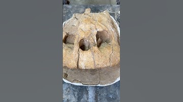 Alien Turtle Fossil? (Alienochelys) Fossil of the Week 20 #fossil #science #paleontology #shorts