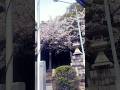 Sakura Season #sakura