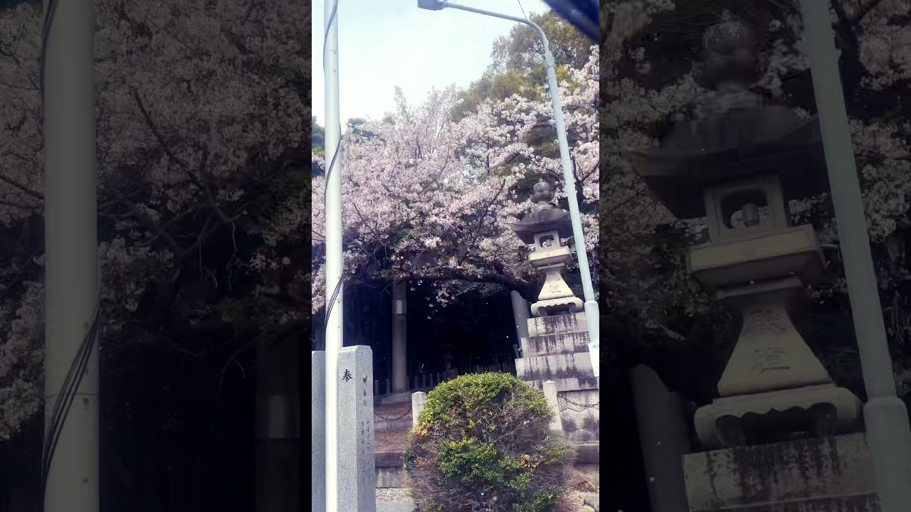 Sakura Season #sakura