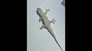Home Lizard Movement 