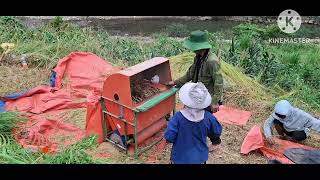 Buổi chiều Gặp xong 1 bên 2 anh em cháu Chương tuốc lúa |Em Trai Sính 1 Chân