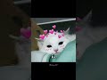 hehe 😹 #fypシ゚viral #memes #explore #cat @stvryy_87