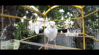 KENARI SUARA TING TING MANTUL