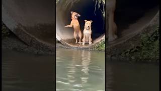 Bide Ben Taklit Edince🤣 Resimi