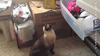 Сиамская кошка Келлюся мамина помощница =^..^= СИАМСКИЕ КОШКИ Сиамская кошка Келлюся мамина помощница =^..^= СИАМСКИЕ КОШКИ