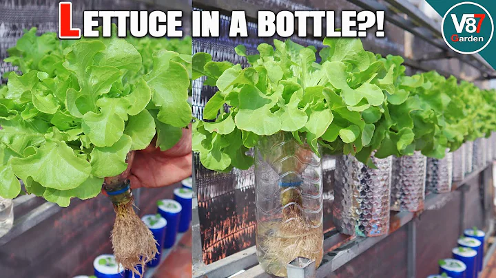 DIY Hydroponic Lettuce | From Seedling to Harvest in a Bottle