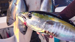 The tuna are HERE! {Catch & Cook} by South Florida Fishing Channel 21,386 views 1 month ago 25 minutes