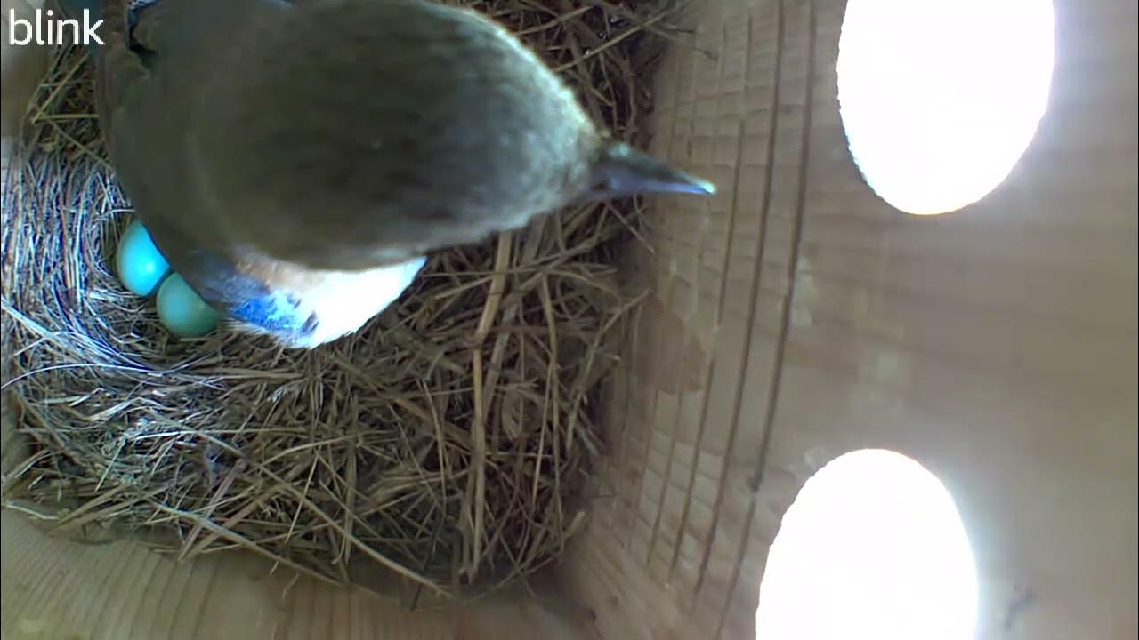 6/1/24--1:57 pm-Hub's cutting grass. Had to make sure safe then back to